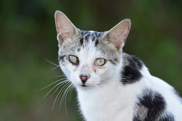 Ein Porträt Oder Kopfschuss Einer Schwarzen Weißen Und Grauen Katze — Stockfoto