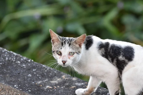 고양이의 사진이나 고양이는 야생에서 촬영되었습니다 — 스톡 사진