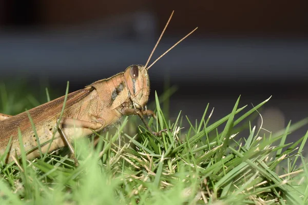 Locust Grass Backyard Lawn Central Trinidad Years Has Been Increase — стоковое фото