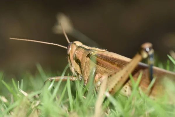 Locust Grass Backyard Lawn Central Trinidad Years Has Been Increase — стоковое фото