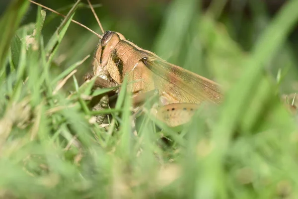 Locust Grass Backyard Lawn Central Trinidad Years Has Been Increase — Stok fotoğraf