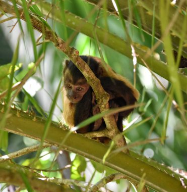 Chaguaramas, Trinidad 'daki Bambu Katedrali' nde Tuked Capuchin Maymunu.