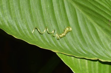 Yaprağın üzerinde sarmalanmış bir fidan..