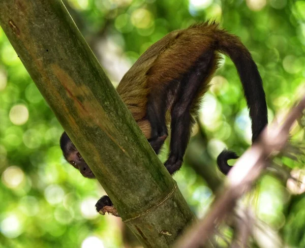 Tuftade Capuchin Monkey Bambu Katedralen Skogen Chaguaramas Trinidad — Stockfoto