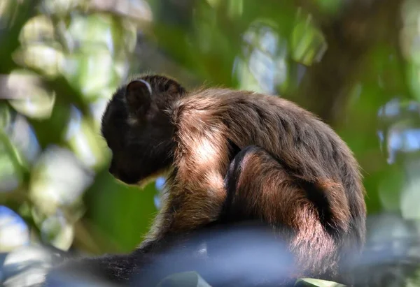 Tuftade Capuchin Monkey Bambu Katedralen Skogen Chaguaramas Trinidad — Stockfoto