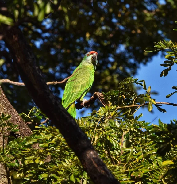 Papoušek Červenou Korunou Nebo Amazona Viridigenalis Samaanském Stromě James Trinidad — Stock fotografie