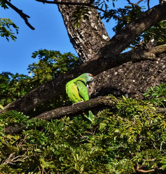 Papagaio Coroa Vermelha Amazona Viridigenalis Uma Árvore Samaana James Trinidad — Fotografia de Stock