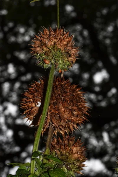 Kroonluchter Bush Shandilay Wetenschappelijk Bekend Als Kalanchoe Delagoensis Bloem Van — Stockfoto