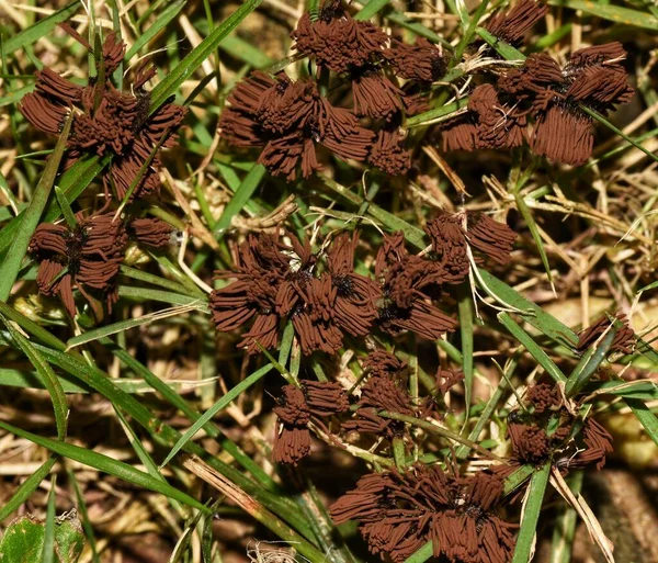 Stemonitis Splendens Vulgarmente Conhecido Como Lodo Tubo Chocolate Esta Espécie — Fotografia de Stock