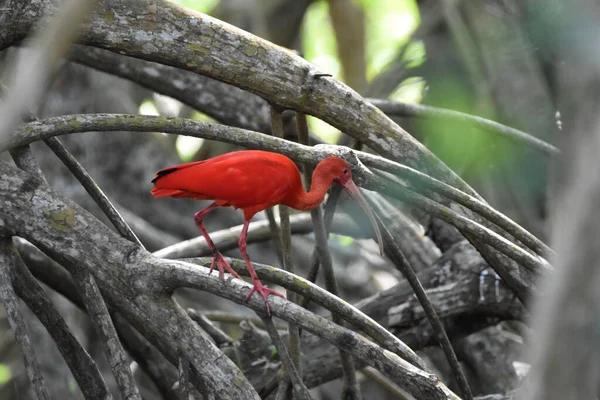 Íbis Escarlate Uma Raiz Mangue Santuário Pássaros Caroni Pântano Caroni — Fotografia de Stock