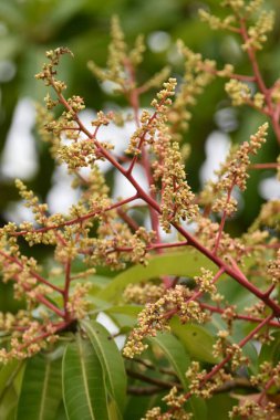 Julie mango ağacı çiçek açarken mango mevsimi Trinidad ve Tobago, Batı Hint Adaları 'nda başlıyor..