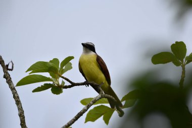 Kiskadee, Bejucal, Trinidad ve Tobago 'da bir ağaca tünedi..