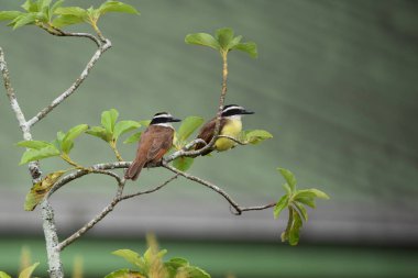 Two great kiskadees on a tree in Central Trinidad, West Indies.