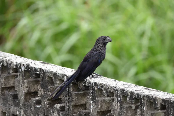 Portraitaufnahme Eines Glatzköpfigen Ani Oder Crotophaga Ani Vogels Der Auf — Stockfoto