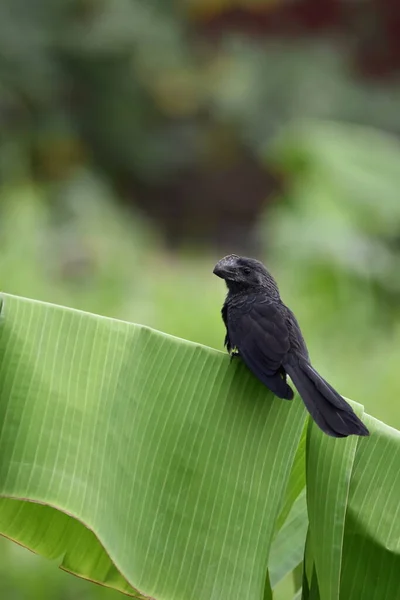 Ett Porträtt Skott Smooth Billed Ani Eller Crotophaga Ani Fågel — Stockfoto