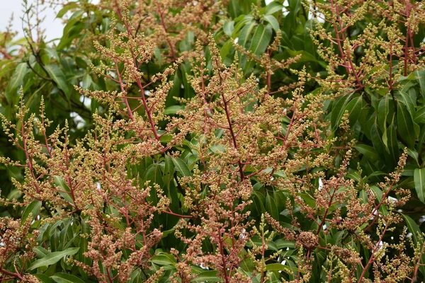 Julie mango tree flowering as the mango season is about the begin in Trinidad and Tobago, West Indies.