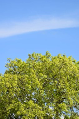 Merkez Trinidad 'daki bir Hindu Tapınağı' nın yerleşkesindeki bir Peepal ağacı. Bu ağaç Hinduizm için kutsaldır ve Hindistan 'ın yerlisidir..