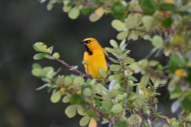 Bilimsel olarak Icterus nigrogularis olarak bilinen sarı oriole kuşu.. 