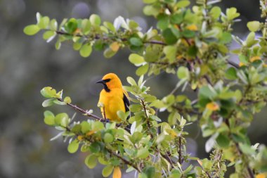 Bilimsel olarak Icterus nigrogularis olarak bilinen sarı oriole kuşu.. 