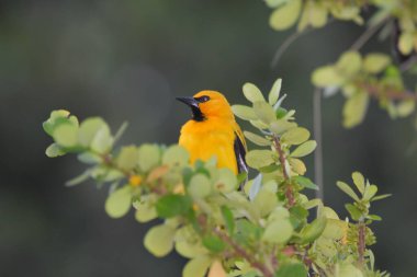 Bilimsel olarak Icterus nigrogularis olarak bilinen sarı oriole kuşu.. 