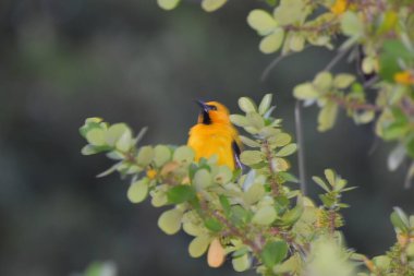 Bilimsel olarak Icterus nigrogularis olarak bilinen sarı oriole kuşu.. 