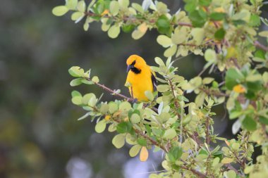 Bilimsel olarak Icterus nigrogularis olarak bilinen sarı oriole kuşu Toco, Trinidad ve Tobago 'da bir ağaçta.