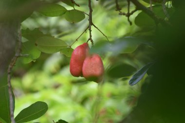 Toco, Trinidad, Batı Hint Adaları 'ndaki bir ağaçtan sarkan Blighia sapida veya ackee meyvesi.