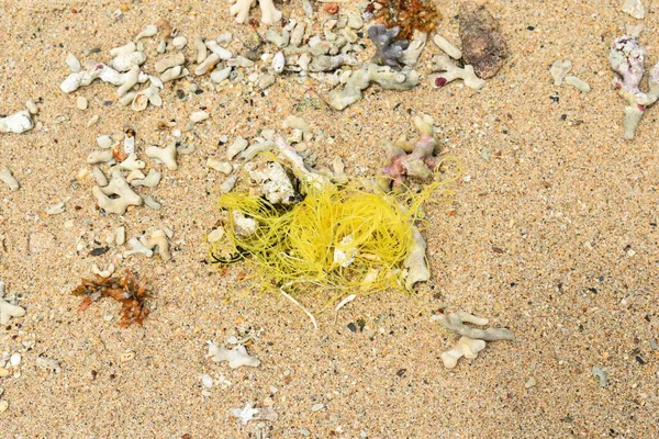 Linha Pesca Nylon Amarelo Esquerda Como Ninhada Costa Baía Salina — Fotografia de Stock