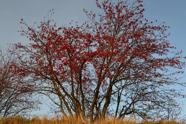 Natureza Kareliana Região Vyborg Extraordinariamente Submisso Belo Sereno — Fotografia de Stock