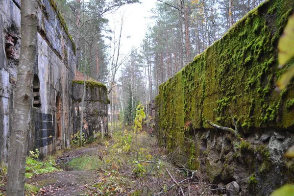 Natura Careliana Della Regione Vyborg Straordinariamente Sottomesso Bello Sereno — Foto Stock