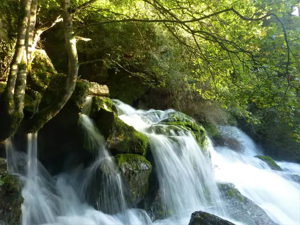 Orman nehrinden güzel bir şelale