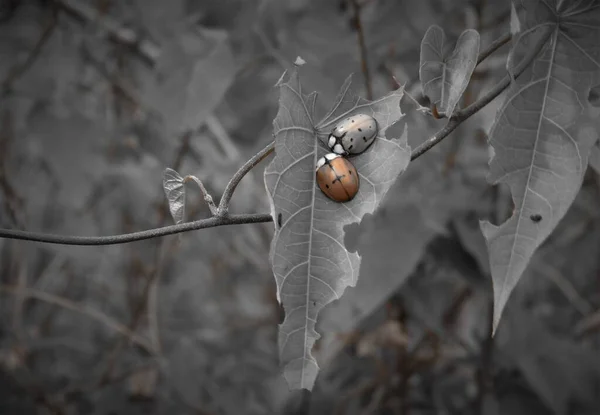 Yaprakta iki aşık kadın çantası