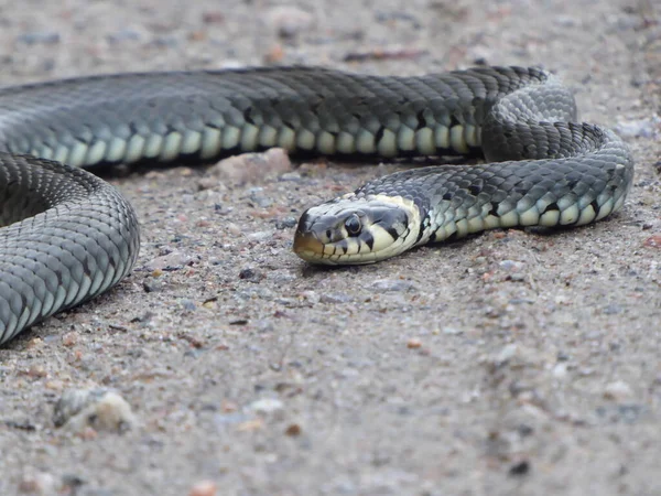 Yakalı yılan yerde kalıyor.