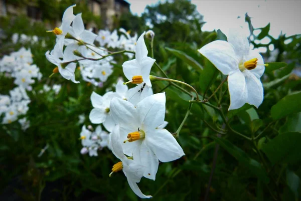 Yeşil arka planda beyaz çiçekler