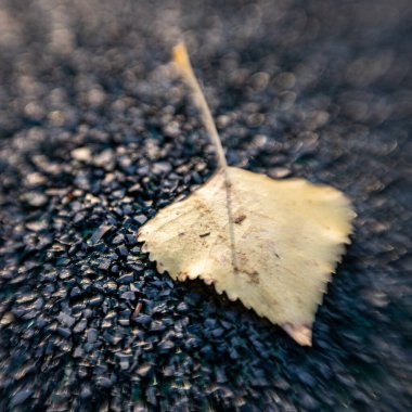 Siyah lastik kaplamalı, kuru sarı çarşaf.