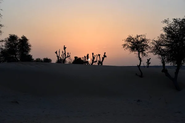 Sunset Körül Awir Sivatag Fák Homokdűnék Dubai Egyesült Arab Emírségek — Stock Fotó