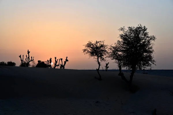 Tramonto Intorno Deserto Awir Con Alberi Dune Sabbia Dubai Emirati — Foto Stock