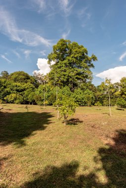 Labuan, Malezya-08 Haziran 2021, Labuan Botanik Bahçesi Labuan Adası 'nın en ünlü yerlerinden biridir. Kasabaya yakın bir yerde. Jalan OKK Abdullah boyunca eski havaalanının hemen arkasında yer almaktadır..