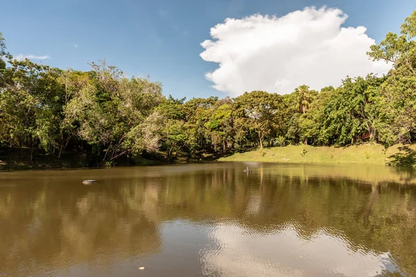 Labuan, Malezya-08 Haziran 2021, Labuan Botanik Bahçesi Labuan Adası 'nın en ünlü yerlerinden biridir. Kasabaya yakın bir yerde. Jalan OKK Abdullah boyunca eski havaalanının hemen arkasında yer almaktadır..