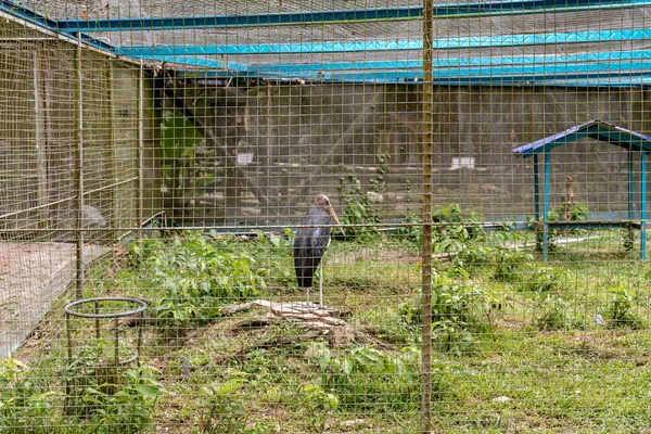 Labuan Malasia Junio 2021 Vista Del Parque Aves Labuan Santuario — Foto de Stock