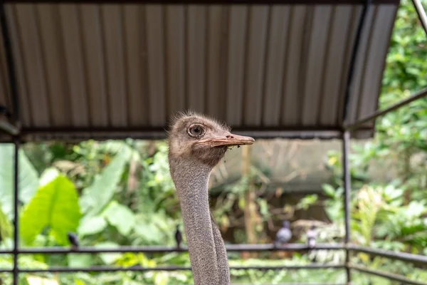 Labuan, Malaysia-June 10, 2021: View of the Labuan Bird Park is a bird sanctuary swathed by lush green tropical rainforest with a rich bio-diverse habitat of insects, flora and fauna.