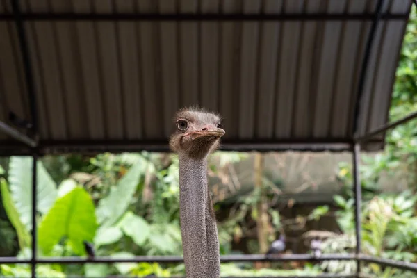 Labuan, Malaysia-June 10, 2021: View of the Labuan Bird Park is a bird sanctuary swathed by lush green tropical rainforest with a rich bio-diverse habitat of insects, flora and fauna.