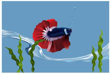 Tayland balık vektör çizimi ve yurtdışında, betta balığı, güzel renkler, çizimler, posterler, tabelalar, tabelalar ve diğer tasarım projeleri için uygun dövüş balığı.