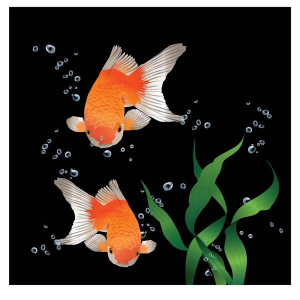 Εικονογράφηση Δύο Χρυσόψαρα Που Κολυμπούν Στο Νερό Φύκια Για Σχεδιασμό — Διανυσματικό Αρχείο