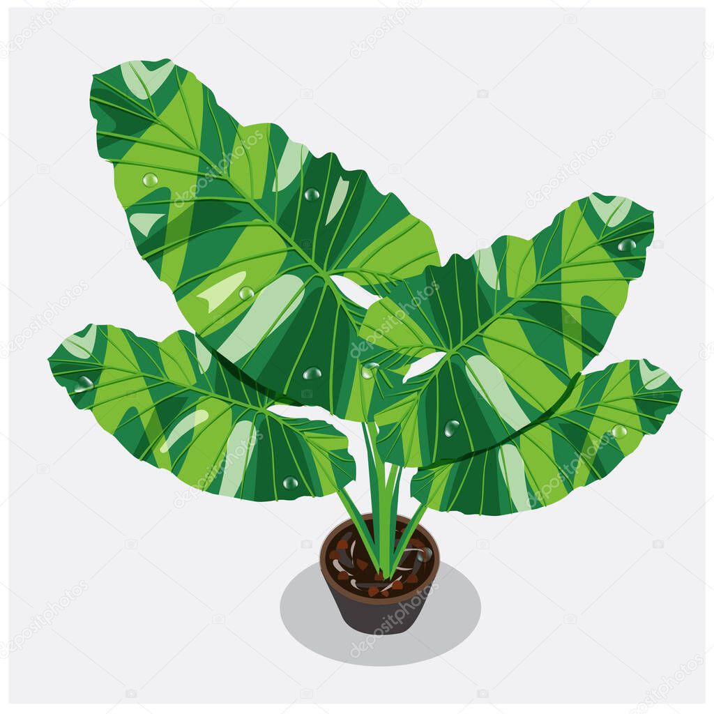 Alocasia macrorrhizos, Alocasia serendipity variegated Illustration vector spotted leaves in a pot with shadows For illustration, menu, card, poster, public relations event. Other designs