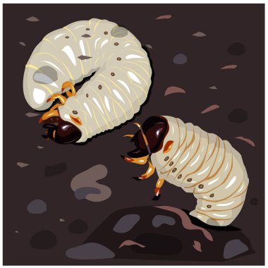 İllüstrasyon Larva. Böcek larvaları. Toprakta iki böcek ve poster yapımı için yiyecek. halkla ilişkiler medyası diğer tasarımlar