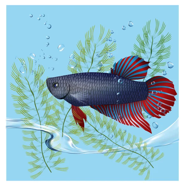 Vector Illustration Betta Swimming Water Seaweed Blue Background — Stock Vector