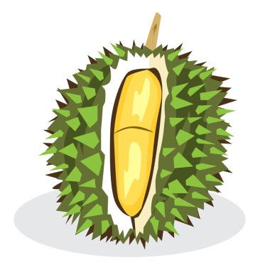 Tasarım ve web sitesinde kullanmak üzere durian meyve vektör illüstrasyonunun koleksiyonu