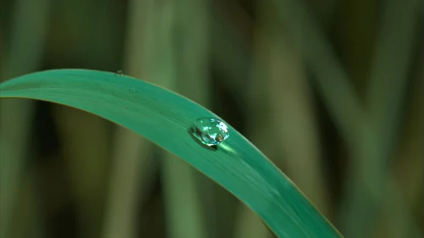 Beautiful Large Drops Fresh Morning Dew Juicy Green Grass Macro — Stock Photo, Image