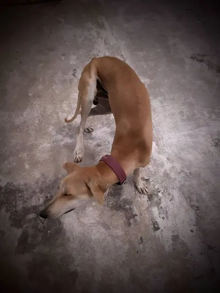 Günışığının altında duran sincaplı köpek. Hindistan 'da geleneksel bir tamilnadu cinsi köpek.